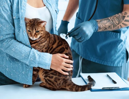 Must Have Equipment For Your Veterinary Practice