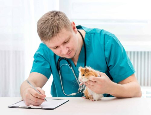 Take These Steps Before Buying a Veterinary Practice.