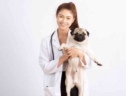 Veterinary Practice Financing: Options for Buyers and Sellers