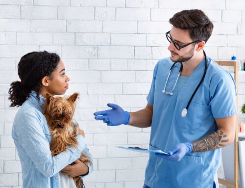 Marketing Tips for Attracting Buyers to Your Veterinary Practice